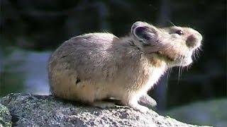 American Pikas Calling Out ~ Cute Animals in Nature