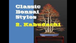 Kabudachi II Classic Bonsai Styles