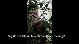 Backyard Cardinal Bird Nest - Day 6 of 12 - Mom & Dad all day feeding & 4th egg is gone!