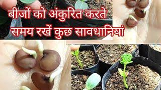 बीजों को पानी में गलाना क्यों ज़रुरी है। how we germinate seeds and tissue paper