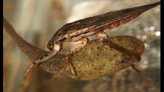 Aquatic Insects: Voracious predators, architects, and environmental indicators