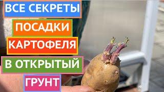 КАК СОБРАТЬ В ДВА РАЗА БОЛЬШЕ УРОЖАЯ КАРТОШКИ? ПОСАДИТЬ ЕЕ ТАК!