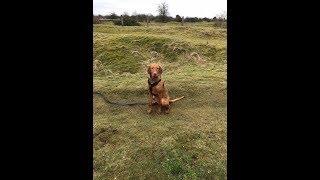 Brandi - Hungarian Vizsla - 2 Weeks Residential Dog Training