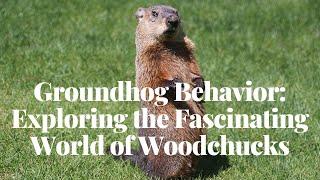 Groundhog Behavior Exploring the Fascinating World of Woodchucks