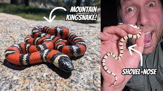 Mountain Kingsnakes, Desert Sidewinders, and more inbetween | Field Herping San Diego, California