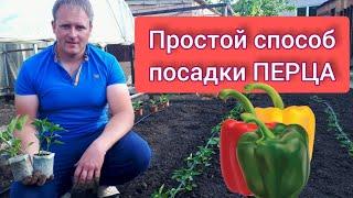 Простой способ посадки ПЕРЦА