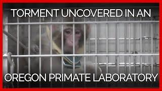PETA Uncovers Torment of Infant Japanese Macaques in an Oregon Primate Laboratory