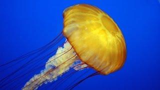 Дикая природа Медузы монстры   Документальный фильм National Geographic