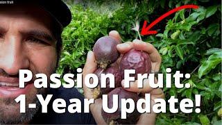 How To Grow Passion Fruit on a Fence | 1 YEAR UPDATE on our "Frederick" PassionFruit - WOW!