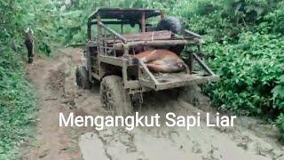 Pengangkutan Sapi Liar  #shorts