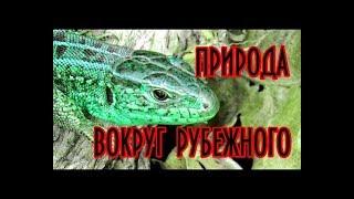 Красивая природа вокруг Рубежного. Копия видео с канала Denis Vedernikov