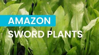 Amazon Sword Plants: A Classic Aquarium Favourite!