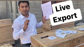 Live Export, Practical Export Process | How to do Export Planning..? | by Paresh Solanki
