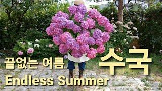 엔드레스썸머 수국/ Endless summer hydrangea/ 수국 정원/ 여름 수국/ 주택살이