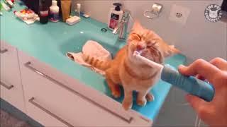 Приколы с животными. Приколы с котами.