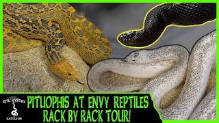 BULLSNAKE, GOPHER & PINE SNAKES AT ENVY REPTILES (RACK BY RACK TOUR!)