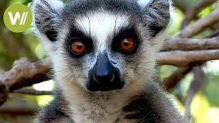 Madagascar - Wildlife and Green Treasures of the Red Island