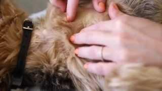 Banfield Pet Hospital - How to Check for Fleas on your Dog or Cat