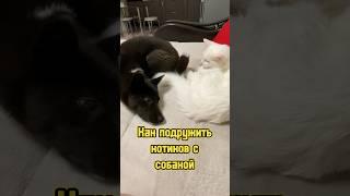 Как подружить котиков с собакой  #питомцы #котики #щенок #cat #puppy