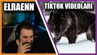 Elraenn - TikTok Badass Wolfdog Compilation İzliyor