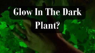 Glow In The Dark Plant?