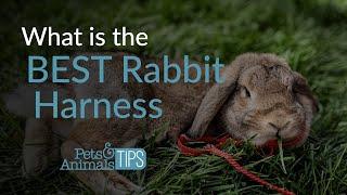 What is the Best Rabbit Harness | Pets & Animals Tips