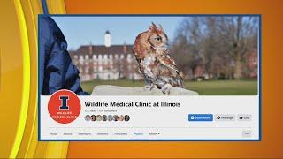 U of I Wildlife Medical Clinic