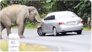 Wild Elephant Wrecks Car | Trunk Club