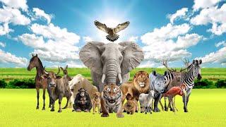 Wild Animal Sounds - Horse, Cow, Duck, Dog,  Hen, Elephant, Sheep, Horse