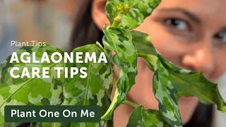 Ultimate AGLAONEMA (Chinese Evergreen) CARE Guide — Ep 207