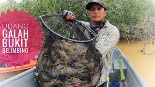 Rezeki Udang Galah Bukit Belimbing | Memancing Udang Galah #prawnfishing