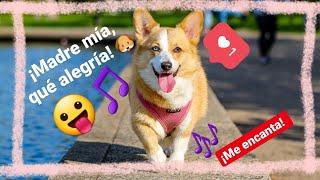  música para alegrar mascotas tristes ️ muy divertida para perros  levantar el ánimo a un perro