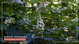 Oakleaf Hydrangea - A fantastic shrub for your garden! (Hydrangea quercifolia)