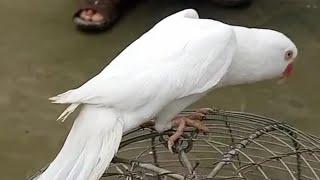 Parrot Ringncek white Parrot Video