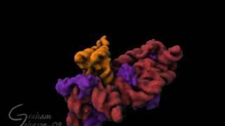 Ribosome Rotation with Large Subunit fade away