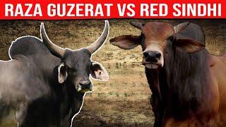  GUZERAT Lechero VS Red SINDHI Cuál Es La Mejor Para La Producción De Leche y Carne