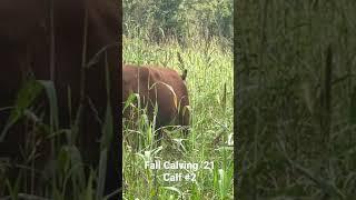 Fall Calving ‘21 Calf #2