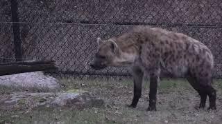 HYENAS Consume Animals of Various Types & Sizes with their Strong Jaws #hyena #jaws #viral #trending