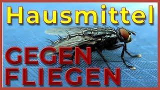 Hausmittel gegen Fliegen im Haus - 5 Hausmittel wie Du Fliegen im Haus loswirst