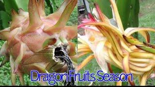 Dragon Fruit #shorts