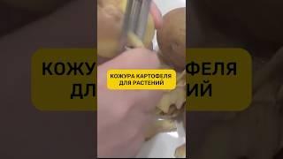 А вы знали об этом? #рассада #огород #садоводничество
