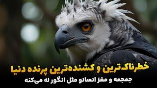 دانستنی‌های جالب در مورد عقاب هارپی خطرناک‌ترین و کشنده‌ترین پرنده دنیا