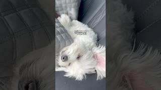 말티즈들은 원래 구석을 좋아하나요??