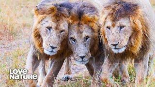 Rogue Male Lion Trio Prepares to Take Down Nsefu Pride Alphas