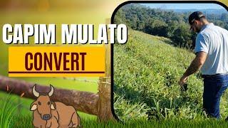 Capim Mulato  Convert