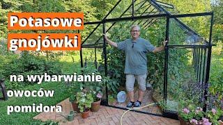 Potasowe gnojówki na wybarwianie owoców pomidora.