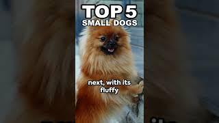 Top 5 SMALLEST DOGS! #tinydogs ️ #cutedogs