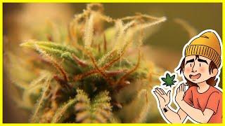 Growing Autoflowers | Ep. 12 (Close-Ups of Trichomes)