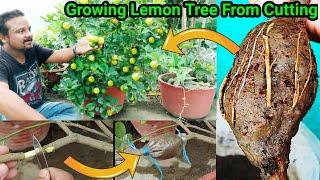 How to do Air Layering in lemon tree with only soil, Fast And Easy Method to grow lemon cutting