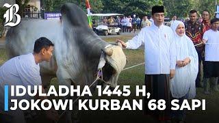 Perdana! Jokowi Kurban Sapi Untuk IKN